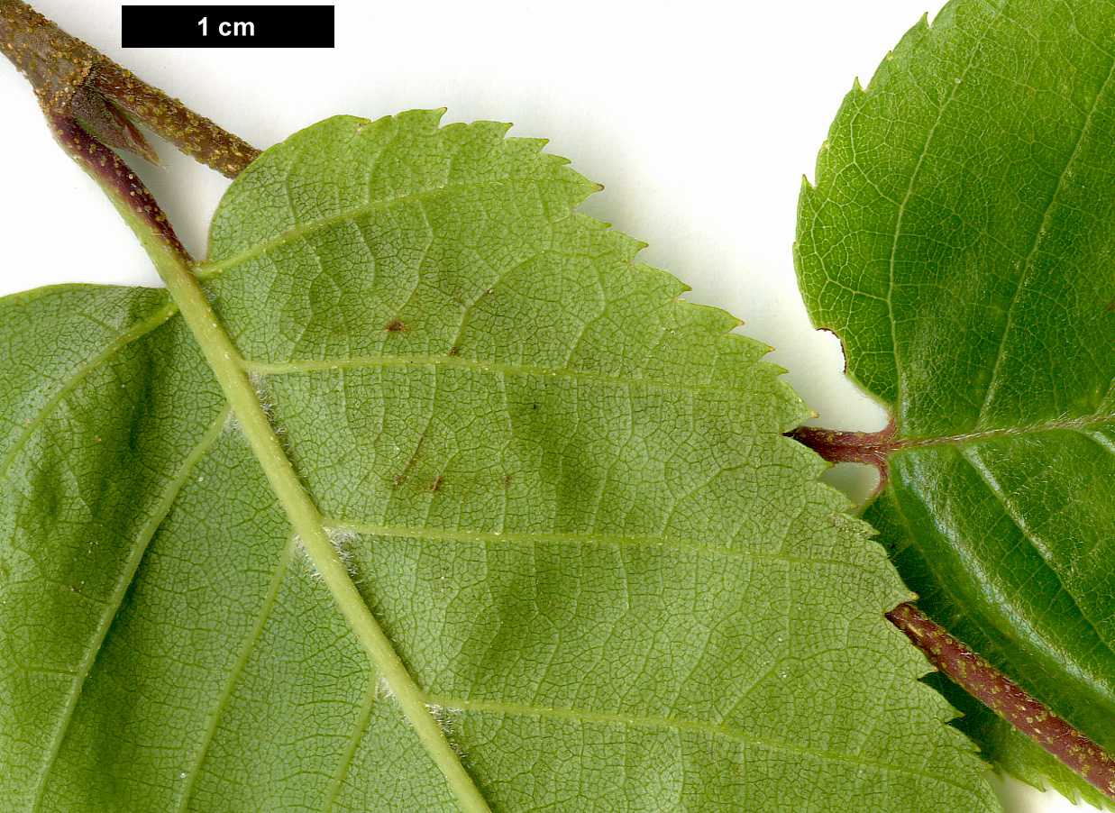 High resolution image: Family: Betulaceae - Genus: Betula - Taxon: utilis - SpeciesSub: subsp. utilis